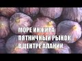 ALANYA Пятничный рынок в Центре Море инжира Персиков Апельсины нового сезона 28 августа 2020