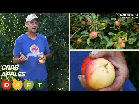 Video: Waar komen crabapple-bomen vandaan?