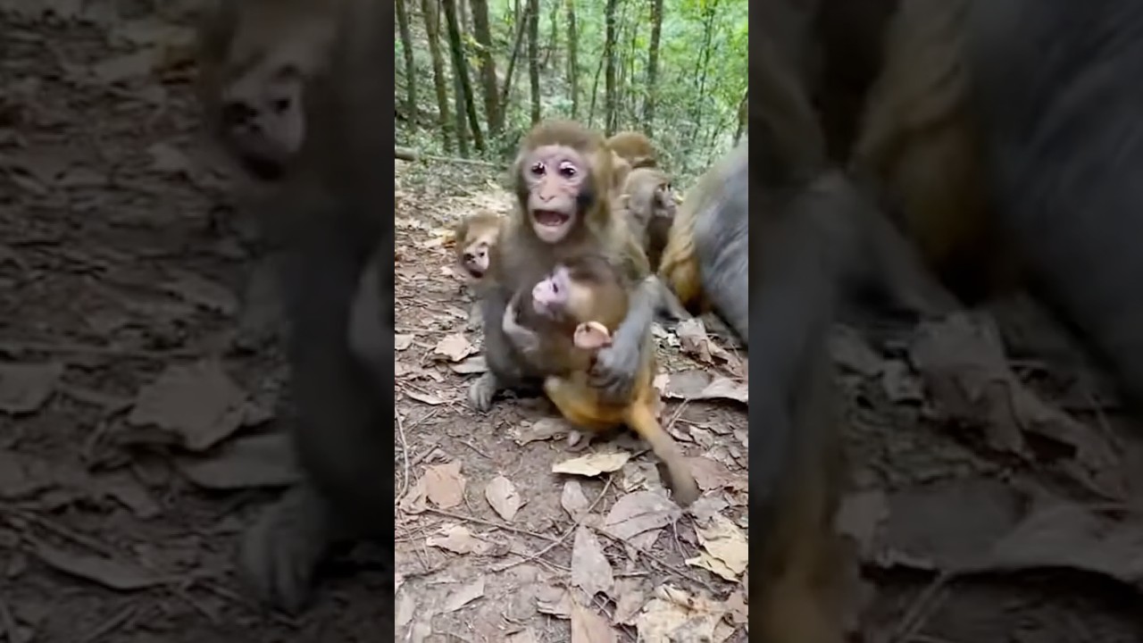 Baby Monkey Screams as Chaos Breaks OuHeartbreaking Moment: Baby Monkey in DistresThis Baby Monkey’