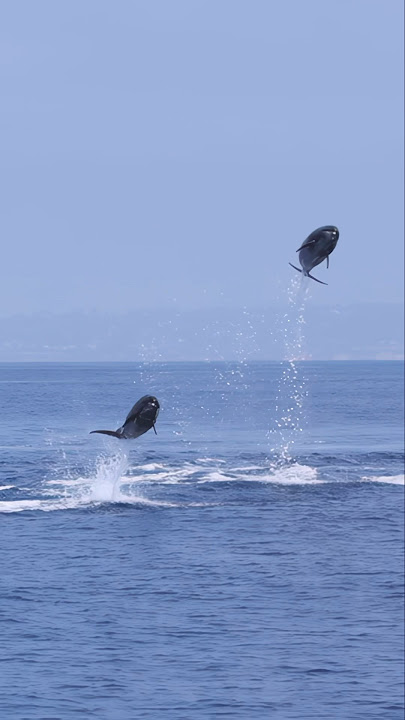 Watch these dolphins soar! #shorts #dolphin