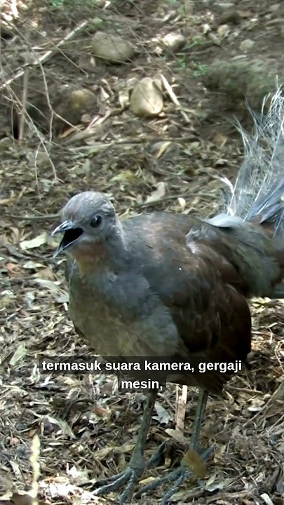 Burung Ini Bisa Meniru Suara Gergaji & Nada Dering ?! #BurungLyrebird  #AnimalFacts #FaktaHewan