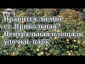 Нравится ли мне ст. Привольная? Центральная площадь, улочки, парк