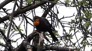 Yellow headed Blackbird in Toronto
This first year male Yellow-headed Blackbird was discovered in a small park in Toronto, where it is a rare bird. 9 May 2020. Yellow headed Blackbird in Toronto