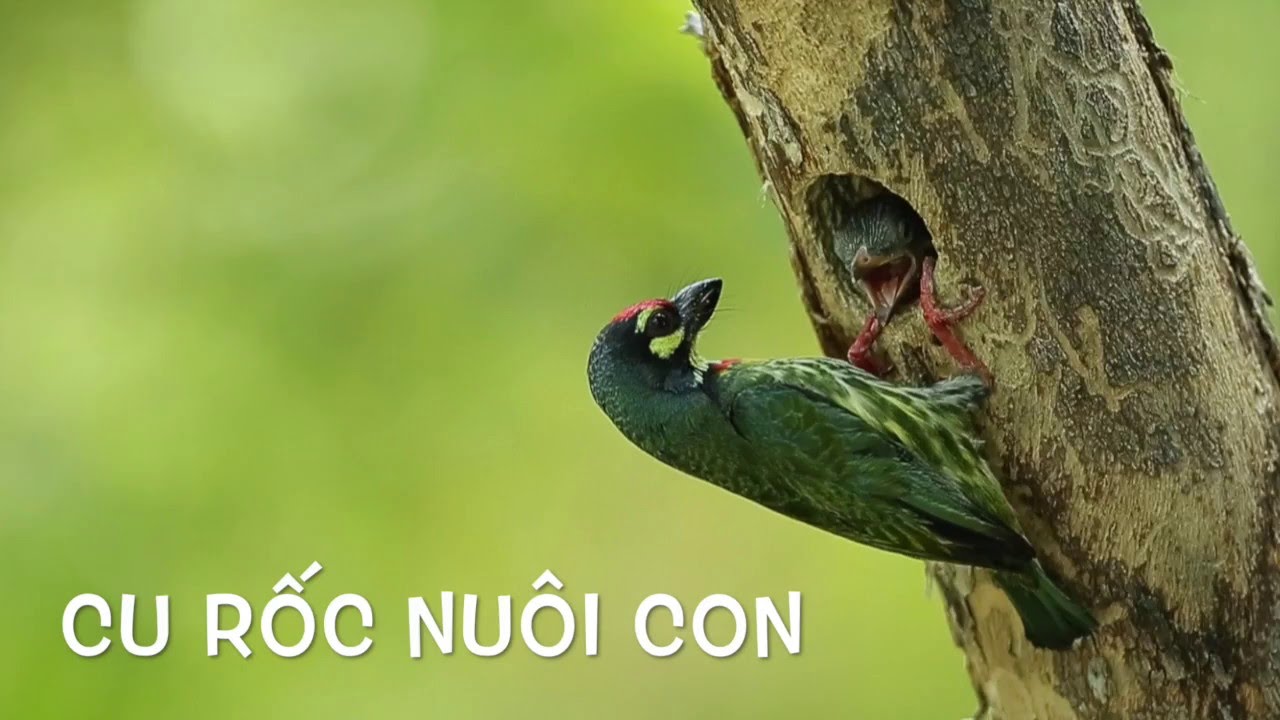 Cu Rốc nuôi con - YouTube
