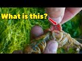 Parasite Removal | Baby Parasite Spotted? #shorts