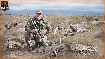 Bobcat Hunting - How Do American Hunters and Farmers Deal with Millions of Bobcats ?