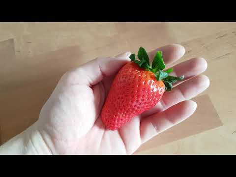 Video: Erdbeeren (24 Fotos): Was Ist Das - Eine Beere, Eine Frucht Oder Eine Nuss? Wie Unterscheidet Es Sich Von Victoria? Wie Sieht Gartenerdbeere Aus Und Wo Wächst Sie?