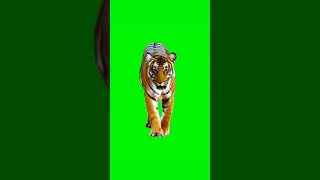 Tiger Walking Green Screen Video Hd