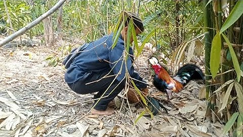 Hunting - dib qaib qus.  2/4/2023