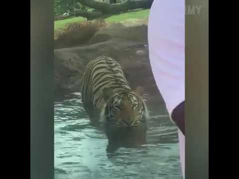 TIGER eats man alive - YouTube