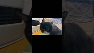 もんた、ととのう #cat #猫 #サウナ好きと繋がりたい