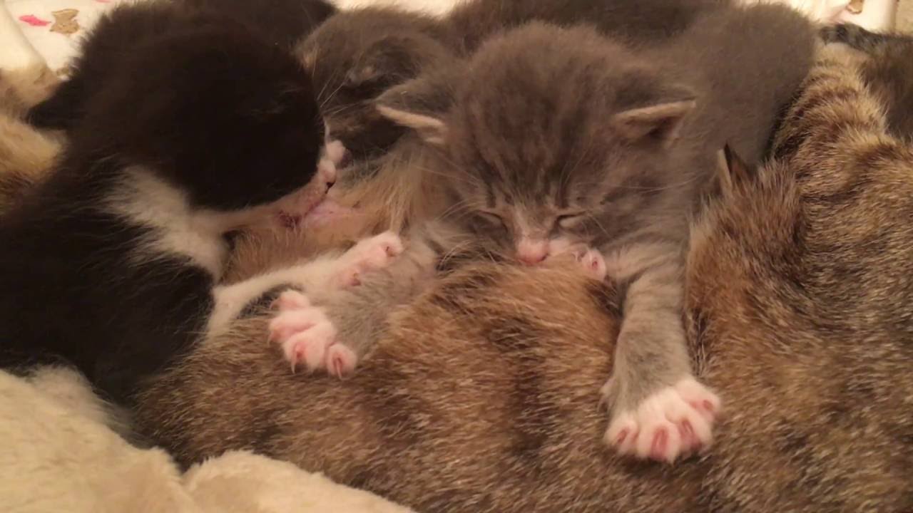 Momma Cat and Her Two Week Old Nursing Babies!! 