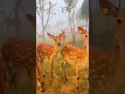 حديقة الغزلان