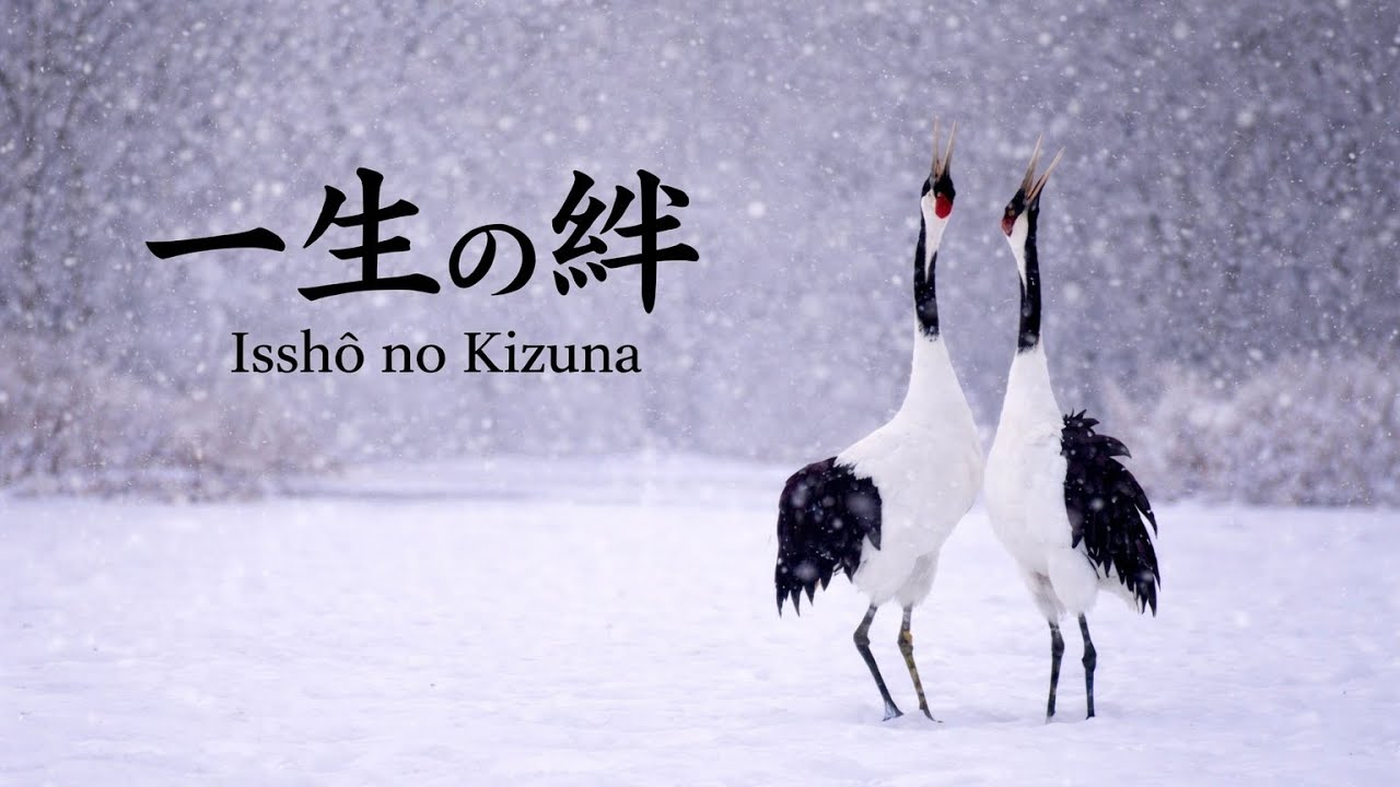Isshō no Kizuna | Still Seasons – Winter in Hokkaido | Japanese Zen Flute Ambient