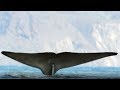 How to Collect Whale DNA | Blue Planet Live | Earth Unplugged