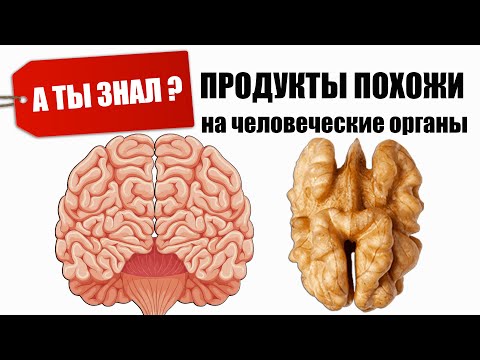 ПРОДУКТЫ похожи на Человеческие ОРГАНЫ особенно полезны