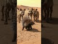 Can the Hyena Handle Those Sharp Spikes? 🐕🦺⚔️🦔가시에 찔린 하이에나! 어떻게 될까? 🐕🦺トゲの反撃!ハイエナは耐えられるのか? #animals