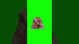 Monkey Making a Phone Call - Green Screen