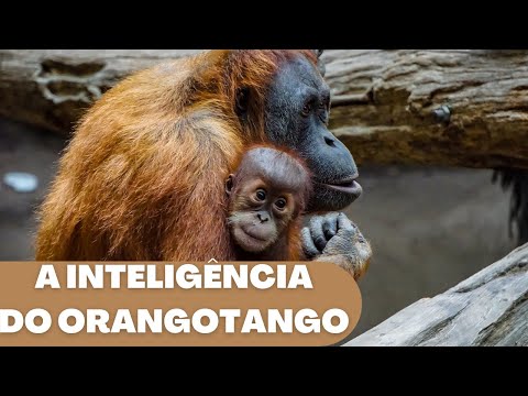 Vídeo: O DNA Do Orangotango Aumenta As Chances De Sobrevivência: Estudo