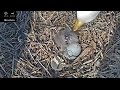 Port Tobacco Eagle Cam - Meet Pt5 - 2022-03-19