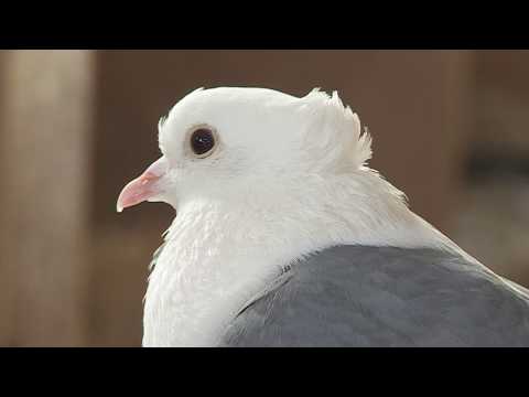 Video: Kāda Ir Mazākā Kaķu šķirne