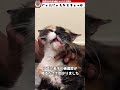 自転車に轢き逃げされた猫ちゃん親子を救うことはできるのか？