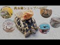 爬虫類ショップ行ってきた