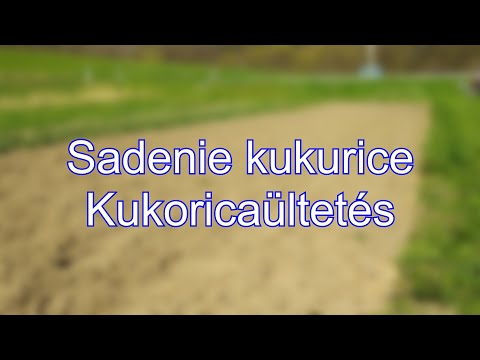 Sadenie kukurice - Kukoricaültetés