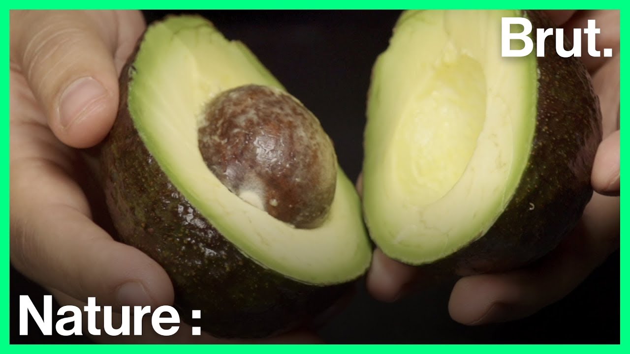 L'impact écologique de l'avocat