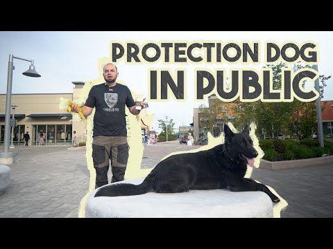 Video: Nye funn på adferdstesting kan spare tusenvis av skjoldhunder fra eutanasi