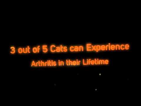 the-leading-natural-medicine-for-arthritis-in-cats