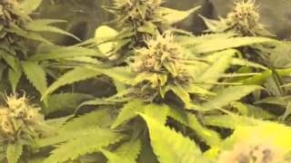 Day 43 of flower jack 47 grow