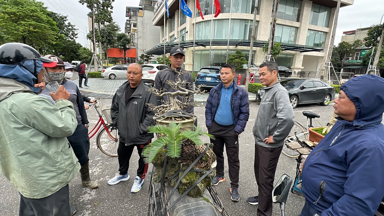 XỈA TIỀN TƯƠI LUÔN VẪN LẮC, QUYẾT KHÔNG BÁN RẺ, BÁO GIÁ CẢ CÂY LẪN CỐI CỦA ANH THÂN, XÔN XAO CHỢ