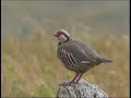 Perdrix rouge ( chant ) Red-legged Partrige - Rothuhn - ( Alectoris rufa )