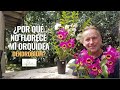 Por qué no florece mi orquídea Dendrobium