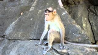 Гоа. Удивленная обезьянка | Goa. Surprised monkey