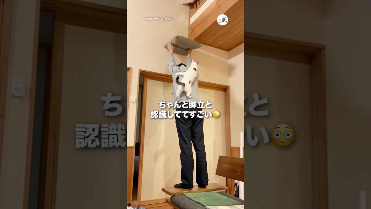 ニャン脚立になる｜PECO