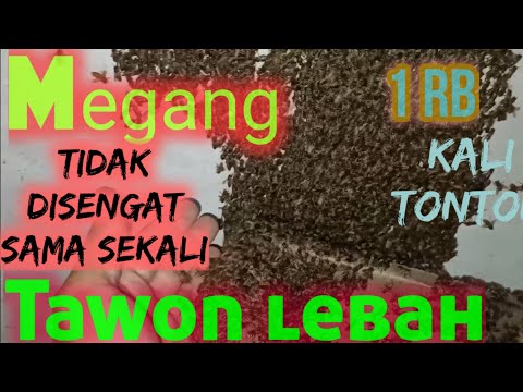 Video: Perawatan pagi