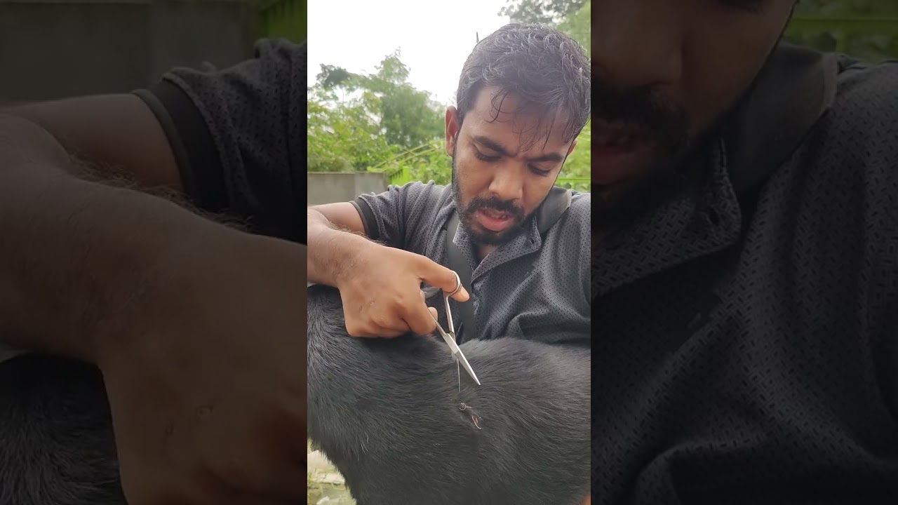 সব থেকে ভয়ংকর কুকুরটিও আজকে অসহায়ার মত তাকিয়ে আছে, একটু সুস্থ হওয়ার জন্য