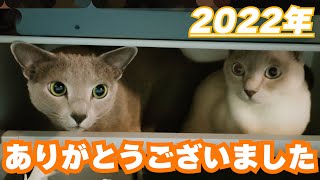 Thank you for watching a lot in 2022  #115 by こて虎 猫life 666 views 1 year ago 3 minutes, 32 seconds