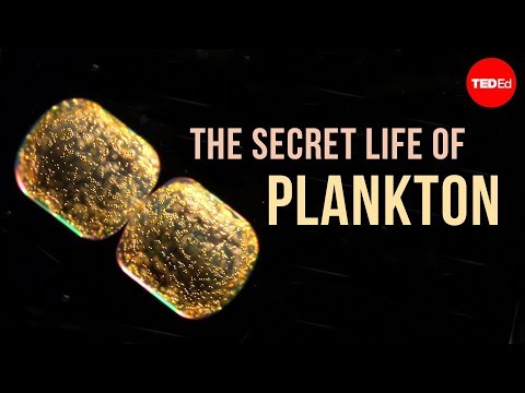 The secret life of plankton - Tierney Thys | TED-Ed
