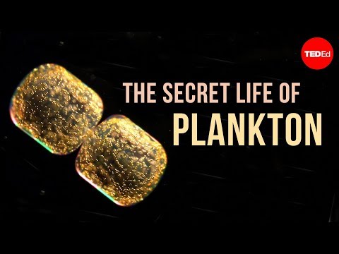 The secret life of plankton - Tierney Thys