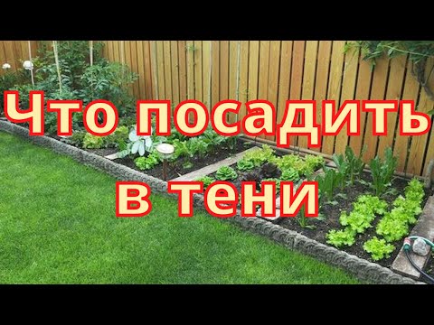 Что посадить в тени