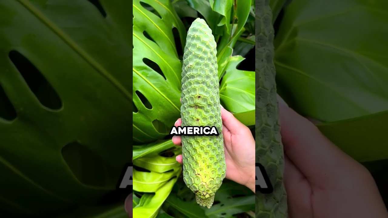 The World S Most Delicious Yet Dangerous Fruit Fruithunters 
