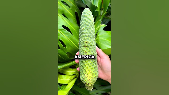 The World's Most Delicious Yet Dangerous Fruit 🤯 (@fruithunters)