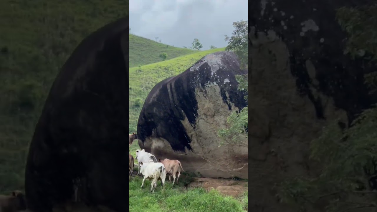 Fazenda Boa Vista pecuária boi nelore