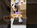 【おしゃべり犬】ハッキリ喋ってまーす♪ちょこっと動画No.72 #しゃべる犬 #かわいい犬 #おもしろ犬 #賢い犬 #kawaii #犬のいる生活 #天才 #寿司