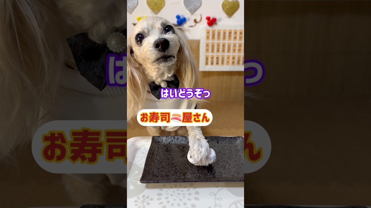 【おしゃべり犬】ハッキリ喋ってまーす♪ちょこっと動画No.72 #しゃべる犬 #かわいい犬 #おもしろ犬 #賢い犬 #kawaii #犬のいる生活 #天才 #寿司