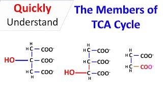Members of TCA Cycle | Chemistry of TCA cycle
