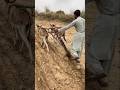 يقوم مزارع بحرث حقوله باستخدام الحمير في الحر الشديد